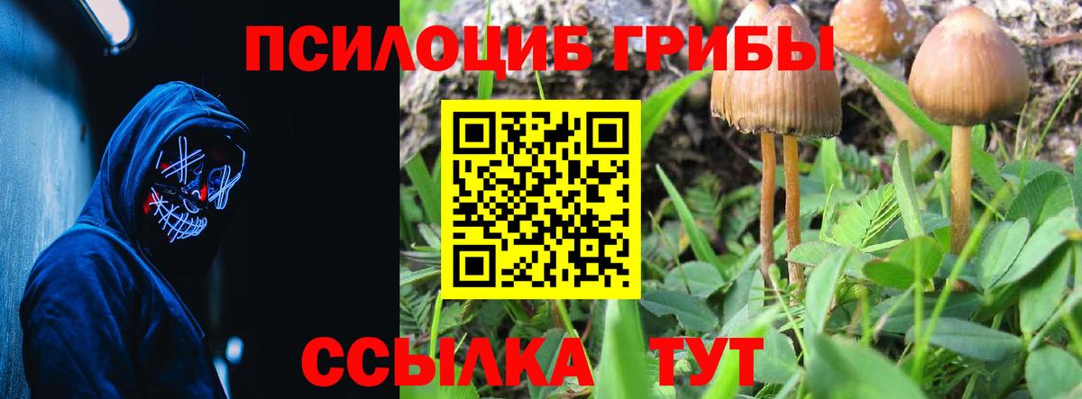 Псилоцибиновые грибы Cubensis Назрань